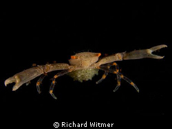 Reef Crab with Eggs.  This crab is about 2.5cm from claw ... by Richard Witmer 
